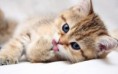 /album/pictures/cats-animals-kittens-cat-kitten-cute-desktop-1680x1050-hd-wallpaper-753974-jpeg/